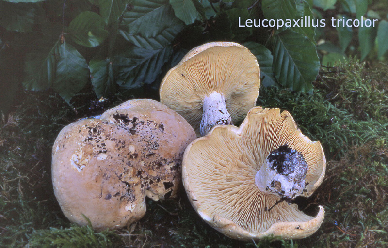 Leucopaxillus compactus-amf1245-2.jpg - Leucopaxillus compactus ; Syn1: Leucopaxillus tricolor ; Syn2: Tricholoma tricolor ; Nom français: Leucopaxille tricolore